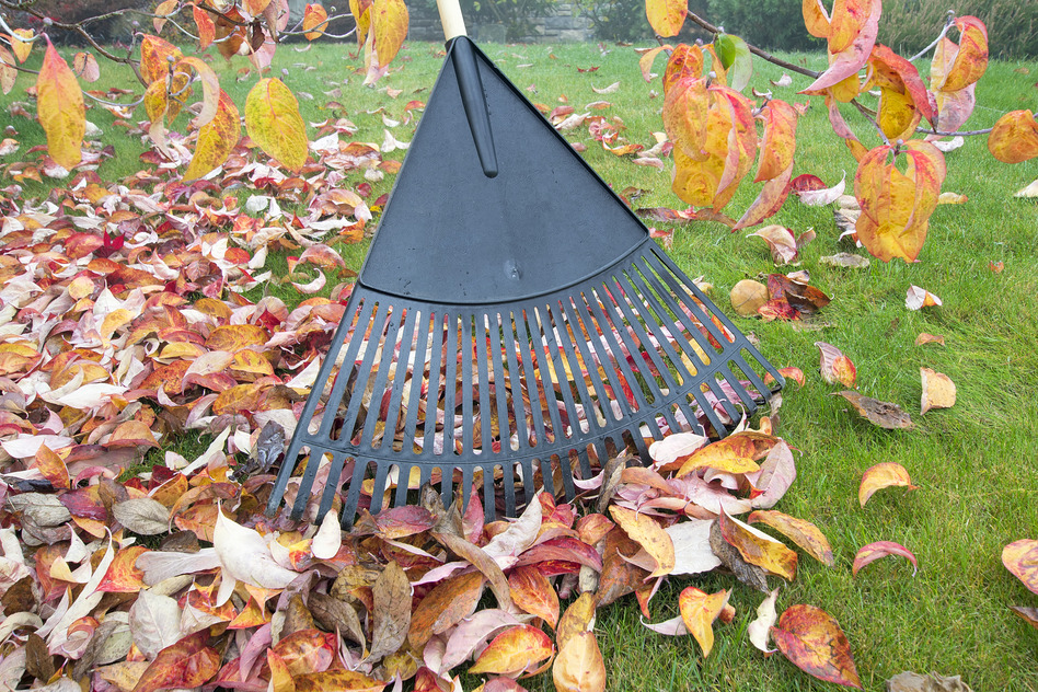 Raking Fall Leaves in Garden